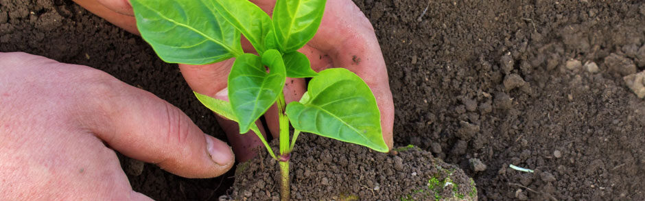 Growing in Faith